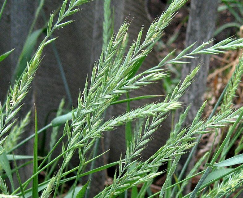 herbe de blé pour le traitement de la prostatite